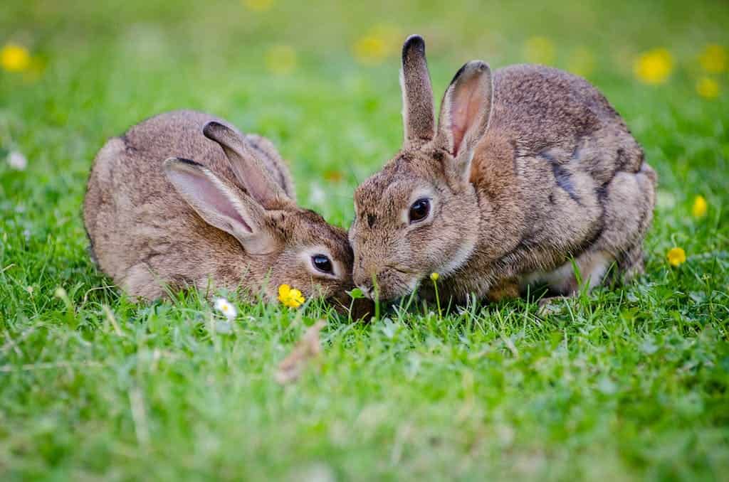 Can Dogs Eat Rabbits?