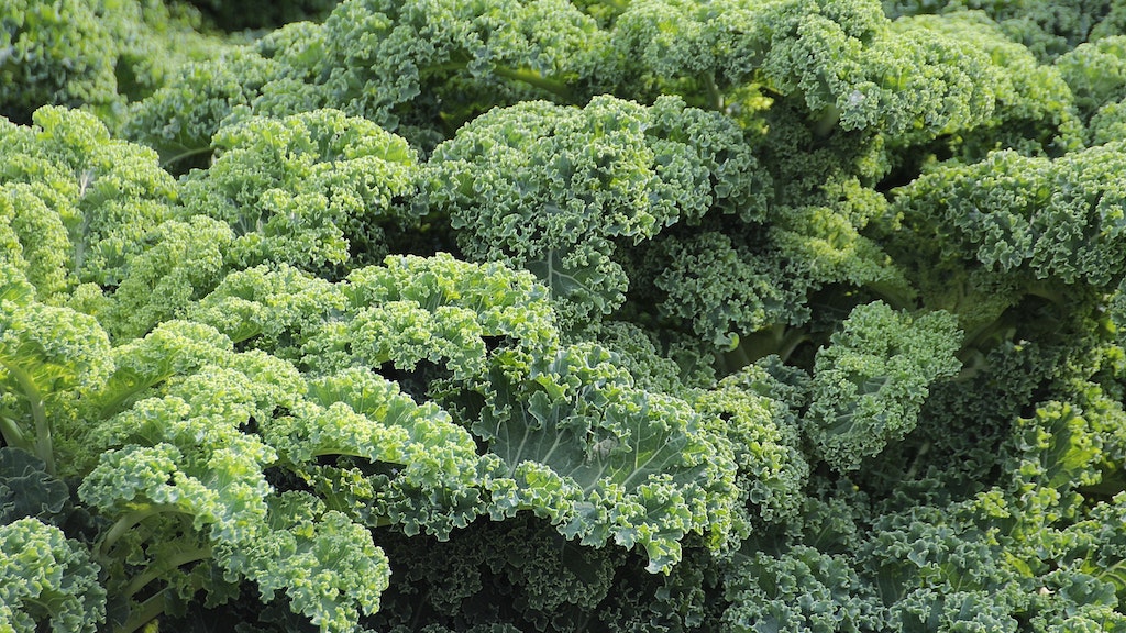 Can Dogs Eat Cooked Kale?