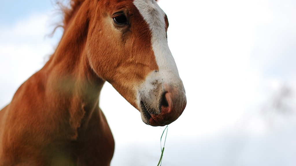 Can horses eat dog food?