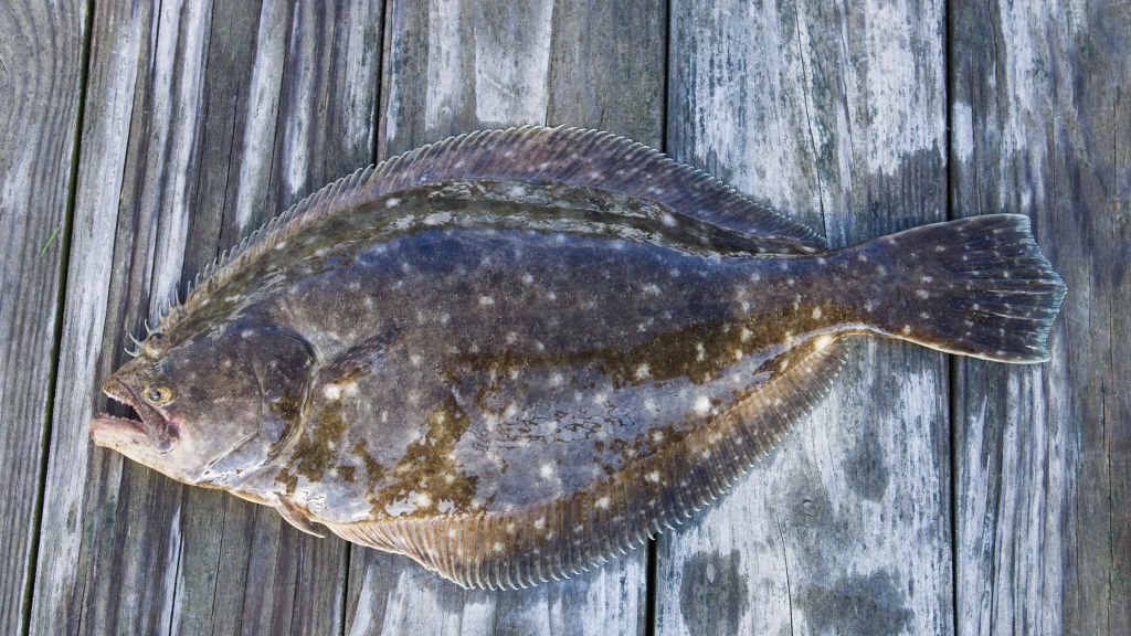 Can dogs eat flounder?
