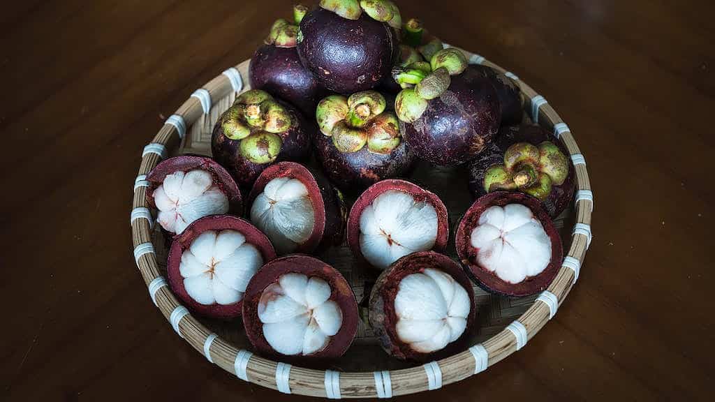 Can dogs eat mangosteen?