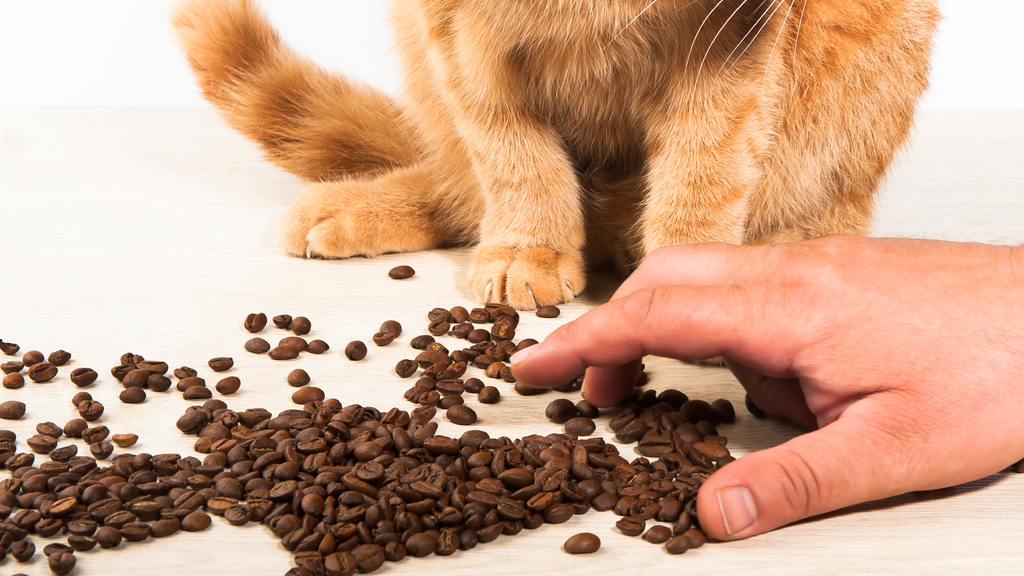 Can dogs eat hard cat food