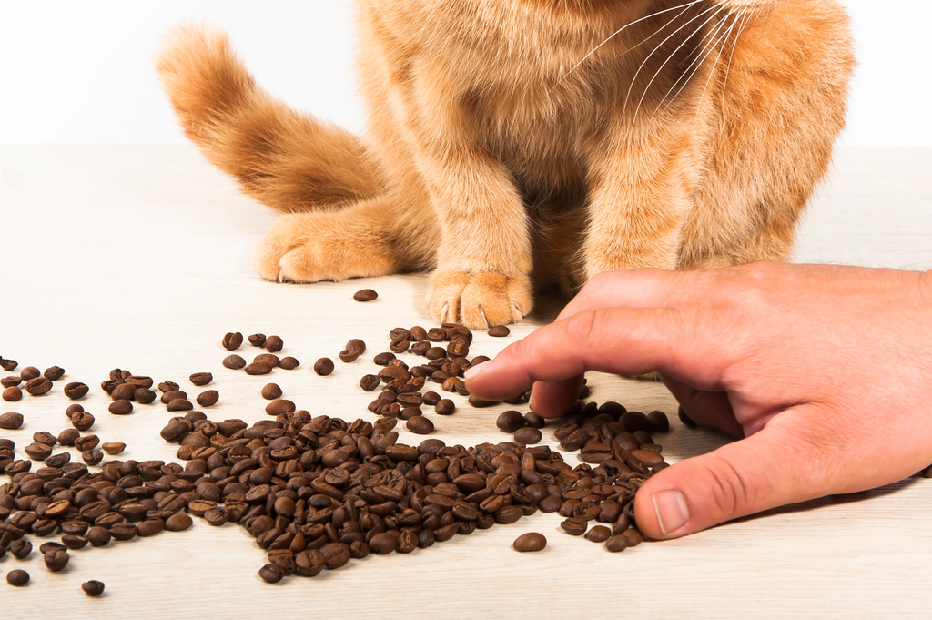Can dogs eat hard cat food