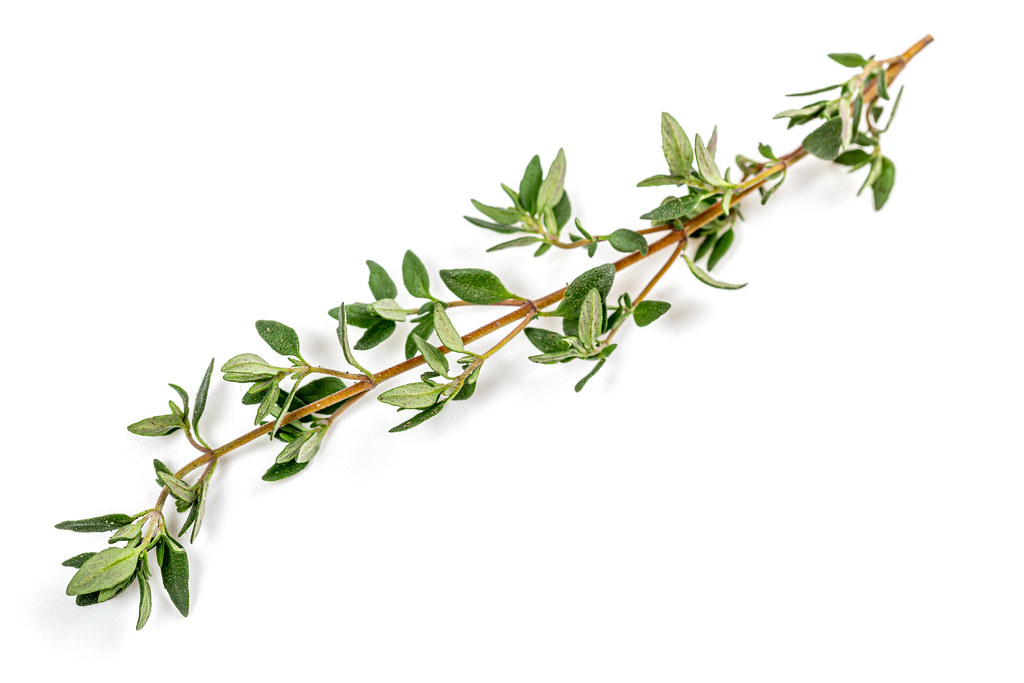 Can dogs eat thyme