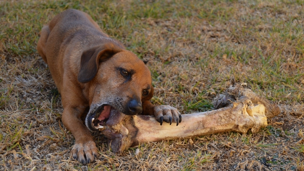 What bones can dogs eat